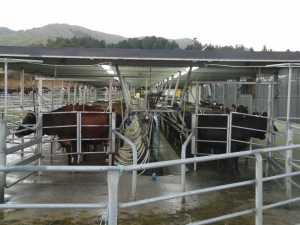 Herringbone Milking Sheds | Rural