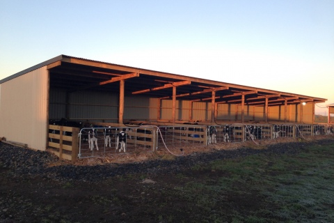 Calf Sheds