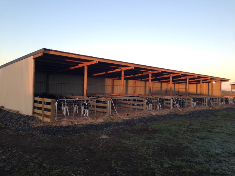 Calf Sheds | Rural Gallery