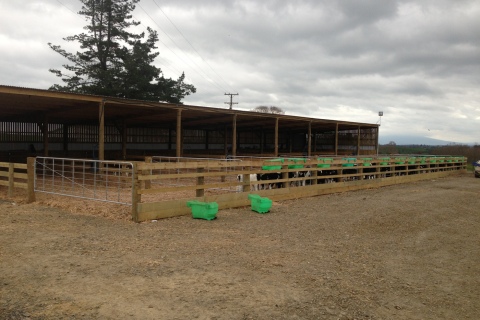 Calf Shed With Pens And Yorkshire Boarding